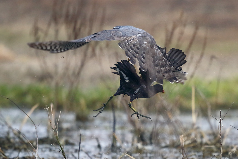 Astore vs gallinella